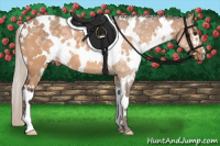 Horse Color:White Spotted Silver Brown Ice Dun 