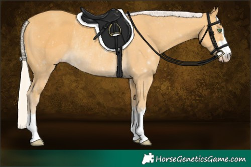 Horse Color:Silver Amber Cream Champagne Rabicano 