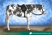 Horse Color:White Spotted Grullo Splash 