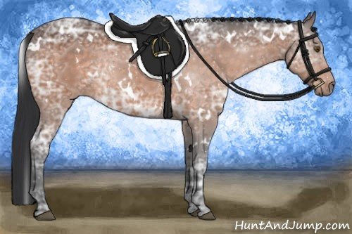 Horse Color:White Spotted Brown Ice