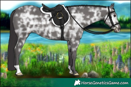 Horse Color:Smoky Black Ice 