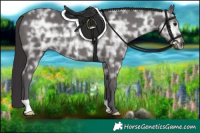 Horse Color:Smoky Black Ice 