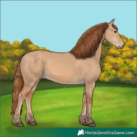 Horse Color:Red Dun 