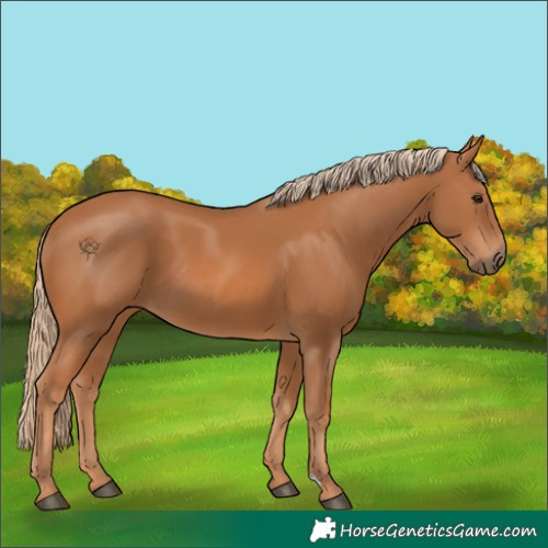 Horse Color:Chestnut 