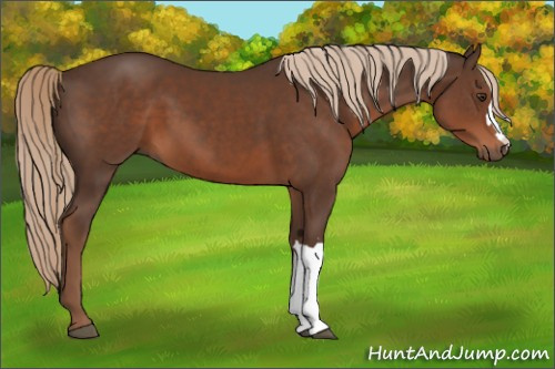 Horse Color:Liver Chestnut 