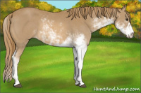 Horse Color:Chestnut Sabino