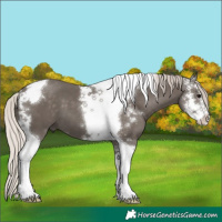 Horse Color:Silver Black Sabino Tobiano 