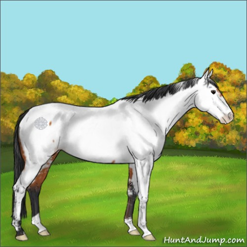 Horse Color:Bay Appaloosa 