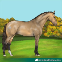 Horse Color:Buckskin Dun 