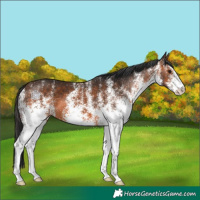 Horse Color:White Spotted Brown 
