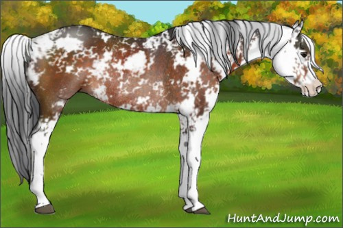 Horse Color:Brown Sabino Rabicano 