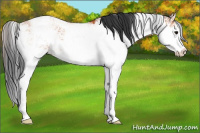 Horse Color:Bay Sabino Rabicano 