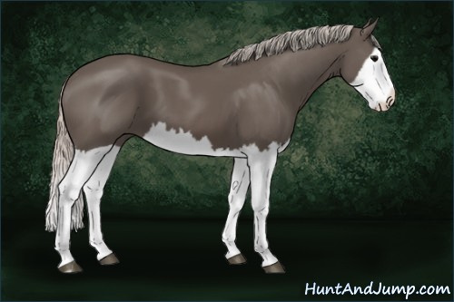Horse Color:Silver Black Splash