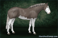 Horse Color:Silver Black Splash