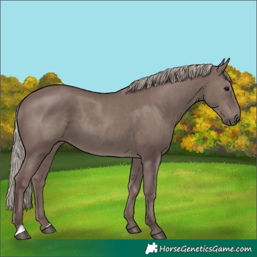 Horse Color:Chocolate Silver Black