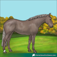 Horse Color:Chocolate Silver Black 