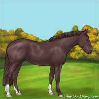 Horse Color:Chocolate Black