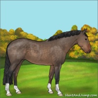 Horse Color:Brown Dun