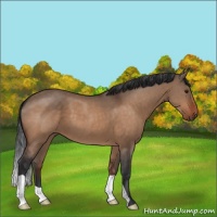 Horse Color:Brown Dun 