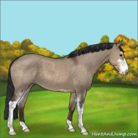 Horse Color:Brown Dun Sabino