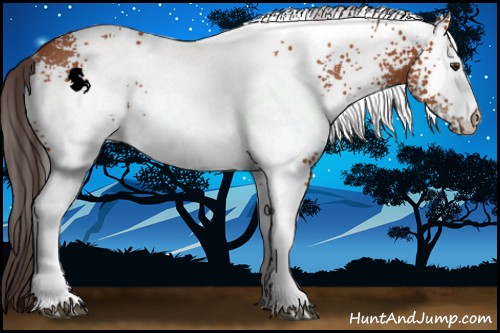 Horse Color:White Spotted Brown Rabicano