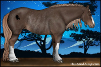 Horse Color:Liver Chestnut Rabicano 