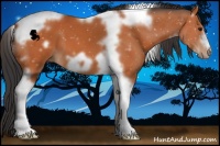 Horse Color:Bay Tobiano Frame