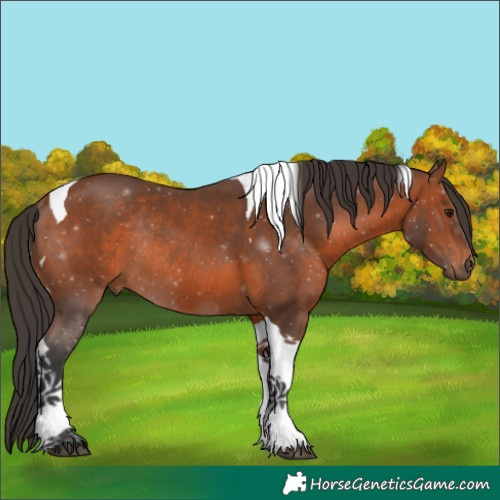 Horse Color:Bay Tobiano Rabicano 
