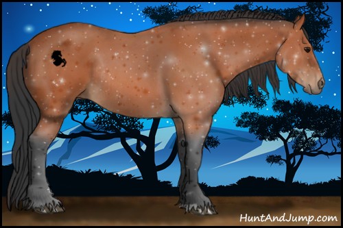 Horse Color:Bay Rabicano 