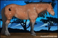 Horse Color:Bay Rabicano 