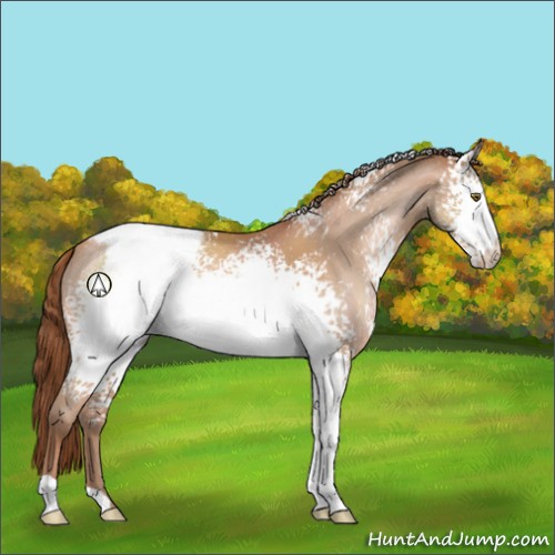 Horse Color:White Spotted Brown Pearl Appaloosa 