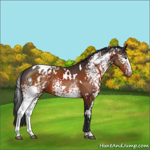 Horse Color:White Spotted Brown Appaloosa 