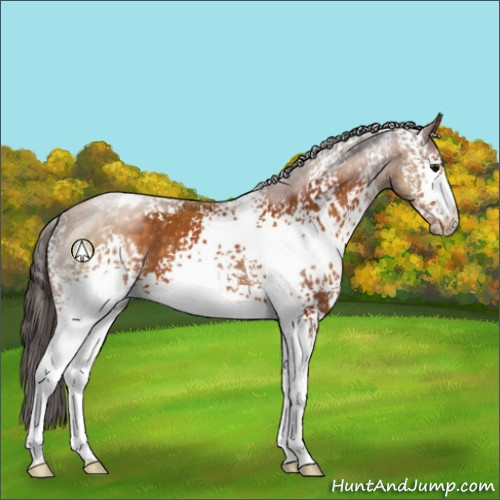 Horse Color:White Spotted Buckskin Appaloosa 