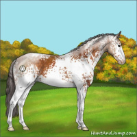 Horse Color:White Spotted Buckskin Appaloosa 