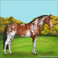 Horse Color:White Spotted Brown Appaloosa 