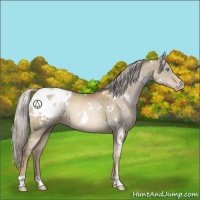 Horse Color:White Spotted Chocolate Palomino Pearl Sabino Appaloosa 