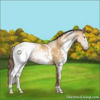 Horse Color:White Spotted Sable Cream Champagne Appaloosa Rabicano 