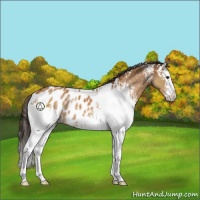 Horse Color:White Spotted Buckskin Sabino Splash Appaloosa 