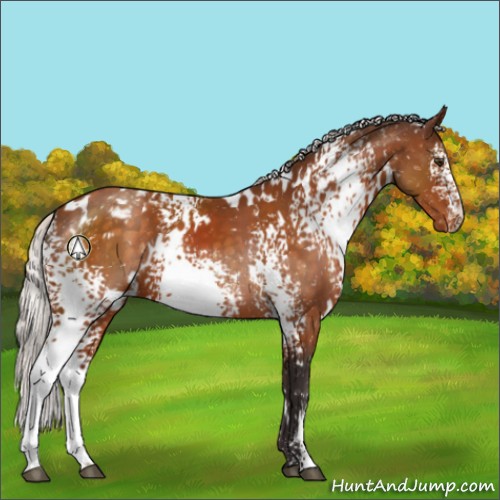 Horse Color:White Spotted Silver Buckskin Appaloosa 