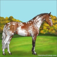 Horse Color:White Spotted Silver Buckskin Appaloosa 