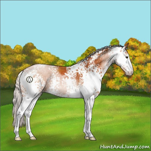 Horse Color:White Spotted Silver Bay Sabino 