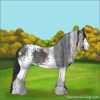 Horse Color:White Spotted Black Rabicano 