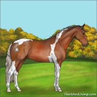 Horse Color:Silver Bay Tobiano 
