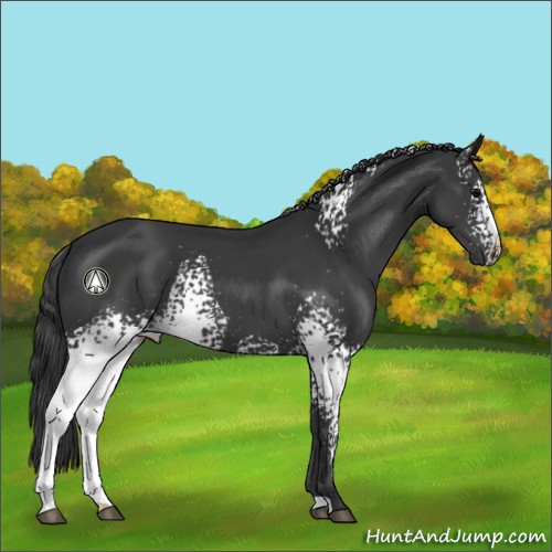 Horse Color:White Spotted Black 