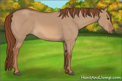 Horse Color:Red Dun 