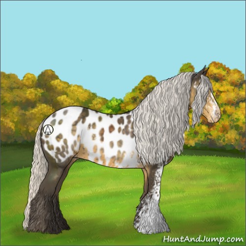 Horse Color:White Spotted Silver Smoky Black Appaloosa 