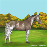 Horse Color:White Spotted Silver Black 