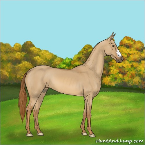 Horse Color:Red Dun