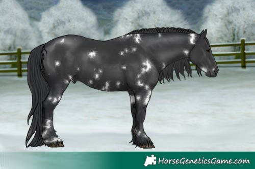 Horse Color:White Spotted Black Rabicano