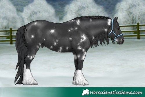 Horse Color:White Spotted Black Rabicano 